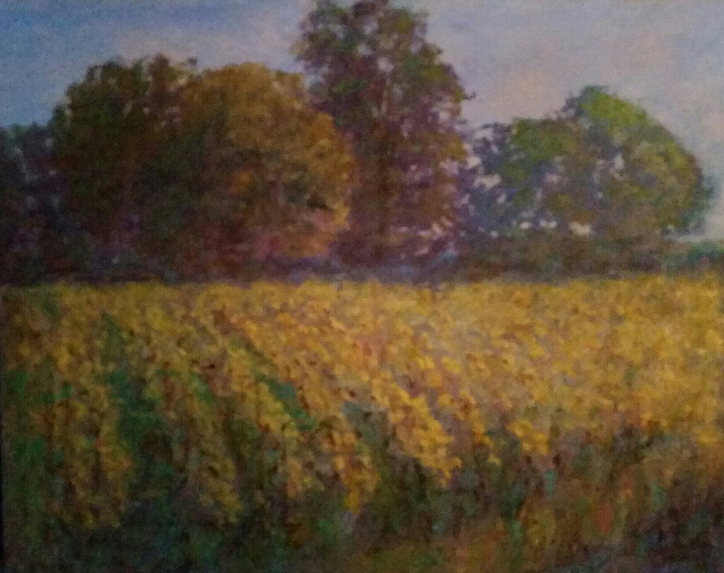 74- EARLY MORNING SUNFLOWERS